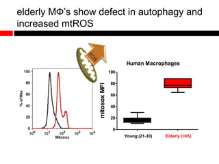 elderly MФ’s show defect in autophagy and
increased mtROS
Young (21-30) Elderly (>65)
Human Macrophages
0
20
40
60
80
100
mitosoxMFI
 
