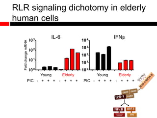 100
101
102
103
100
101
102
103
104
IL-6 IFNβ
FoldchangemRNA
Young Elderly
PIC - + + + - + + +
Young Elderly
PIC - + + + - + + +
RLR signaling dichotomy in elderly
human cells
 