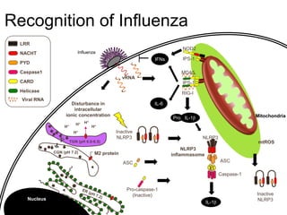 Pro-caspase-1
(Inactive)
ASC
Mitochondria
IFNs
IL-6
IL-1β
IL-1βPro
NLRP3
inflammasome
IPS-1
Influenza
RIG-I
NOD2
IPS-1
mtROS
MDA5
Caspase-1
LRR
CARD
Helicase
NACHT
PYD
Caspase1
Viral RNA
NLRP3
Inactive
NLRP3
H+
H+
TGN (pH 6.0-6.5)
H+
CGN (pH 7.2) M2 protein
ASC
H+H+
Disturbance in
intracellular
ionic concentration
vRNA
Inactive
NLRP3Nucleus
Recognition of Influenza
 