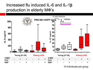 Increased flu induced IL-6 and IL-1β
production in elderly MФ’s
0
200
400
600
800
1000
IL-6pg/ml
0
10
20
30
40
50
60
70
80
IL-1pg/ml
Young (21-30) Elderly (>65)
5 MOI
FLU
- + + - + +
RAP - - + - - +
Young (21-30) Elderly (>65)
5 MOI
FLU
- + + - + +
RAP - - + - - +
10 individuals per group
PR8 NS-1/GFP virus hMDMs
In vitro infection
 