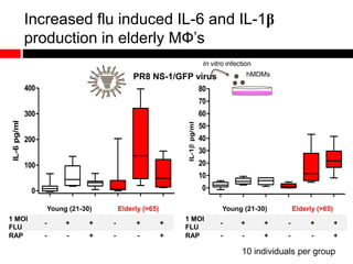 Increased flu induced IL-6 and IL-1β
production in elderly MФ’s
0
100
200
300
400
IL-6pg/ml
0
10
20
30
40
50
60
70
80
IL-1pg/ml
Young (21-30) Elderly (>65)
1 MOI
FLU
- + + - + +
RAP - - + - - +
Young (21-30) Elderly (>65)
1 MOI
FLU
- + + - + +
RAP - - + - - +
10 individuals per group
PR8 NS-1/GFP virus hMDMs
In vitro infection
 