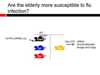 Are the elderly more susceptible to flu
infection?
10 PFU A/PR8 (i.n)
Day 9 PI collect
bronchoalveolar
lavage and lungs
WT
ATG5+/-
 