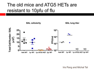 Iris Pang and Michal Tal
The old mice and ATG5 HETs are
resistant to 10pfu of flu
102
103
104
105
ND ND
PFU/ml
0
5
10
15
20
25
TotalCellNumber/BAL
(x105
)
6wk WT 1yr WT 1yr ATG5 HET 2yr WT
BAL cellularity BAL lung titer
6wk WT 1yr WT 1yr ATG5 HET 2yr WT
 