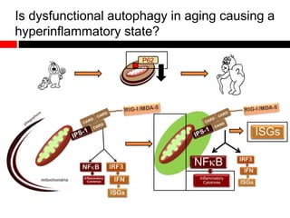 Is dysfunctional autophagy in aging causing a
hyperinflammatory state?
ISGs
P62
NFB
Inflammatory
Cytokines
 