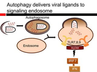 Autophagy delivers viral ligands to
signaling endosome
Endosome
IRF7
IFN
TLR7,8,9
MyD88
Autophagosome
 