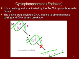 2200 
CCyycclloopphhoosspphhaammiiddee ((EEnnddooxxaann)) 
 IItt iiss aa pprrooddrruugg aanndd iiss aaccttiivvaatteedd bbyy tthhee PP--445500 ttoo pphhoosspphhoorraammiiddee 
mmuussttaarrdd 
 TThhee aaccttiivvee ddrruugg aallkkyyllaatteess DDNNAA,, lleeaaddiinngg ttoo aabbnnoorrmmaall bbaassee 
ppaaiirriinngg aanndd DDNNAA ssttrraanndd bbrreeaakkaaggee 
 