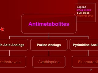 Legend 
Drug Class 
Sub-class 
Prototype Drug 
2244 
AAnnttiimmeettaabboolliitteess 
FFoolliicc AAcciidd AAnnaallooggss PPuurriinnee AAnnaallooggss PPyyrriimmiiddiinnee AAnnaallooggss 
MMeetthhoottrreexxaattee AAzzaatthhiioopprriinnee FFlluuoorroouurraacciill 
 