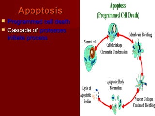 AAppooppttoossiiss 
 PPrrooggrraammmmeedd cceellll ddeeaatthh 
 CCaassccaaddee ooff pprrootteeaasseess 
iinniittiiaattee pprroocceessss 
 