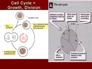 CCeellll CCyyccllee == 
GGrroowwtthh,, DDiivviissiioonn 
 