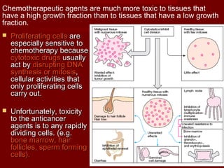 Chemotherapeutic agents are much more toxic to tissues that 
have a high growth fraction than to tissues that have a low growth 
fraction. 
 PPrroolliiffeerraattiinngg cceellllss aarree 
eessppeecciiaallllyy sseennssiittiivvee ttoo 
cchheemmootthheerraappyy bbeeccaauussee 
ccyyttoottooxxiicc ddrruuggss uussuuaallllyy 
aacctt bbyy ddiissrruuppttiinngg DDNNAA 
ssyynntthheessiiss oorr mmiittoossiiss,, 
cceelllluullaarr aaccttiivviittiieess tthhaatt 
oonnllyy pprroolliiffeerraattiinngg cceellllss 
ccaarrrryy oouutt.. 
 UUnnffoorrttuunnaatteellyy,, ttooxxiicciittyy 
ttoo tthhee aannttiiccaanncceerr 
aaggeennttss iiss ttoo aannyy rraappiiddllyy 
ddiivviiddiinngg cceellllss.. ((ee..gg.. 
bboonnee mmaarrrrooww,, hhaaiirr 
ffoolllliicclleess,, ssppeerrmm ffoorrmmiinngg 
cceellllss)).. 
 