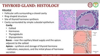 Comprehensive Overview of Thyroid Gland Structure, Hormone Synthesis ...