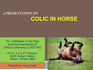A PRESENTATION ON
COLIC IN HORSE
For fulfillment of the final
practical examination of
Clinical Conference I (VCC 421)
B.V.Sc. & A.H. 8th Semester
IAAS, Rampur Campus,
Rampur, Chitwan, Nepal
Prepared by: Yuvraj Panth
 