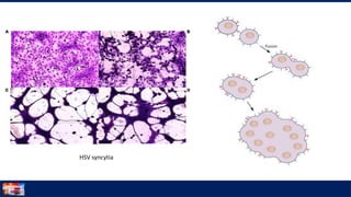 Syncitia Cell culture | PPTX