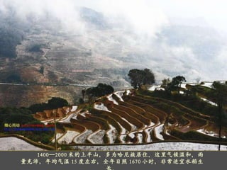 1400 — 2000 米的上半山，多为哈尼族居住。这里气候温和，雨量充沛，年均气温 15 度左右，全年日照 1670 小时，非常适宜水稻生长。 
