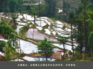    水灌满后，会慢慢生出绿色和红色的浮萍，非常漂亮。 