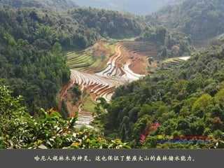     哈尼人视林木为神灵，这也保证了整座大山的森林储水能力。   