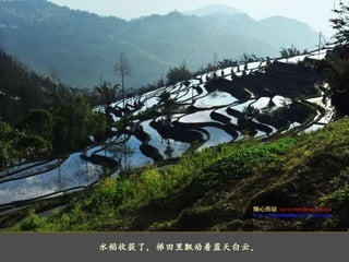    水稻收获了，梯田里飘动着蓝天白云。 