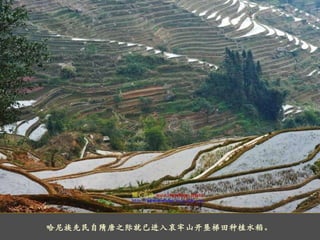 哈尼族先民自隋唐之际就已进入哀牢山开垦梯田种植水稻 。 