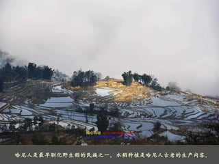 哈尼人是最早驯化野生稻的民族之一，水稻种植是哈尼人古老的生产内容。 