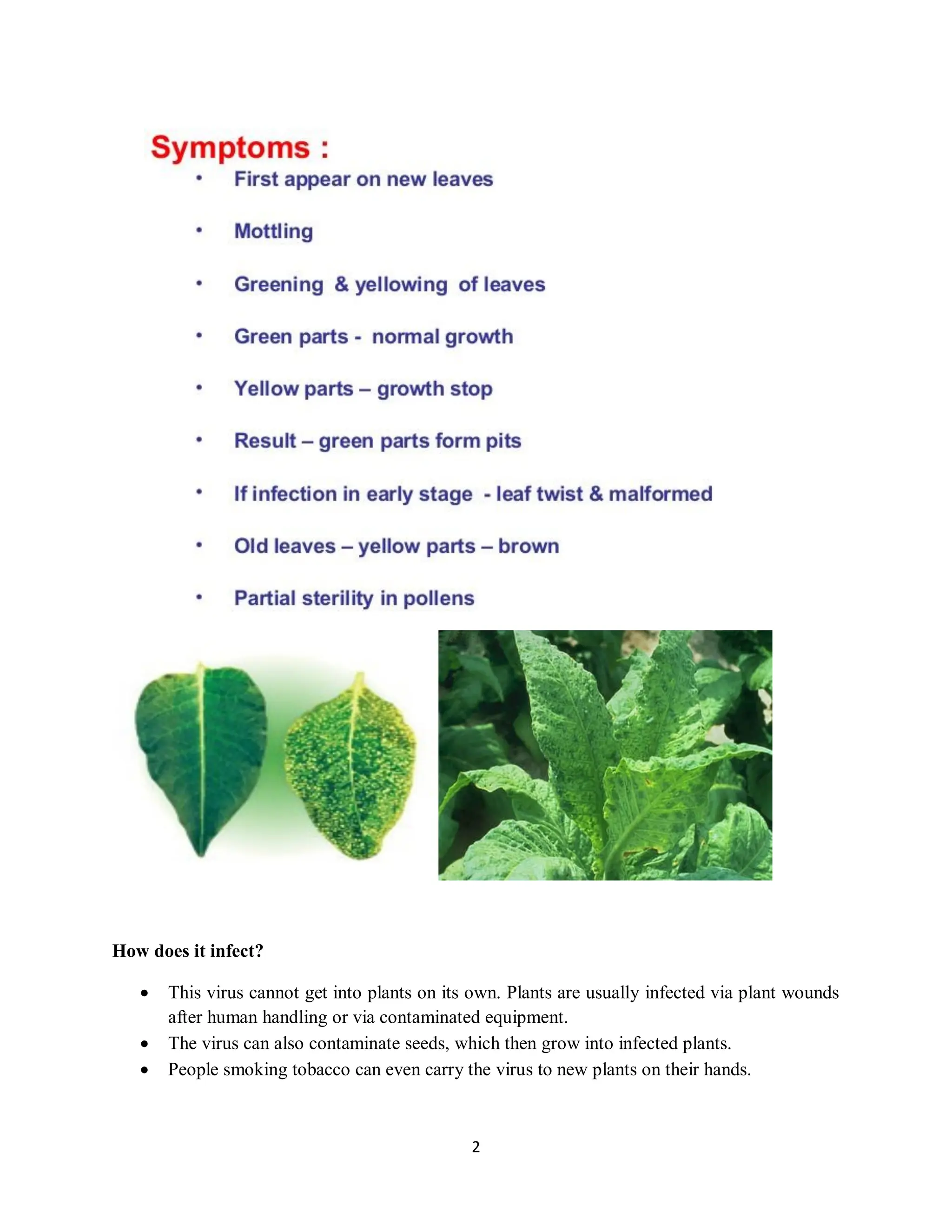 control of tobacco mosaic virus (TMV) in Cannabis Plants: Symptoms and Prevention Tobacco etch virus - Wikipedia