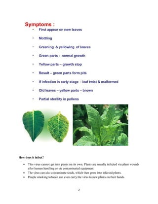 Tobacco Mosaic Virus Tobacco Mosaic Virus PDF tobacco-mosaic-virus-tobacco-mosaic-virus-pdf