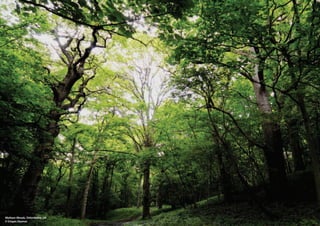 Wytham Woods, Oxfordshire, UK
© Crispin Zeeman
 