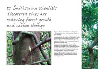 27 Smithsonian scientists
discovered vines are
reducing forest growth
and carbon storage
© Pamela Belding
© Christian Ziegler
A group of scientists has been studying lianas
– vines that use trees to climb to the canopy to
find sunlight.
At the Smithsonian’s research station on Barro
Colorado Island in Panama, the number of vines
in the treetops has more than doubled during
the past 40 years. Scientists have also found a
significant increase in the presence of lianas at
eight other tropical sites.
Tropical forests account for almost half of
the world’s ‘above-ground’ carbon stored in
vegetation. Increased carbon in the atmosphere
leads to climate change. Unfortunately, lianas
are linked to reduced tree growth, impacting
carbon storage in tropical rainforests.
Identifying the impact lianas could have on
tropical rainforests is critical when making
predictions about forest composition under
changing climates.
 
