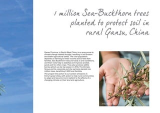 Gansu Province, in North-West China, is an area prone to
climate change related drought, resulting in soil erosion
and lower agricultural yields. The rural population
depends on farming for their income and to feed their
families. Sea-Buckthorn trees are hardy in arid conditions,
and their roots help to stabilise and improve eroded,
sandy soil for other crops. They also produce edible
berries which can be harvested. In 2010, The Climate
Group and its corporate and city partners planted one
million trees, benefiting 2,500 local families.
The project links action to cut carbon emissions in
China’s great cities, with action to help rural communities
to adapt and become more resilient to the effects of a
changing climate on their land and agriculture.
1 million Sea-Buckthorn trees
planted to protect soil in
rural Gansu, China
© The Climate Group
 