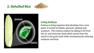 ANATOMY AND PHYSICAL PROPERTIES OF RICE GRAIN (1).pptx