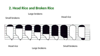 ANATOMY AND PHYSICAL PROPERTIES OF RICE GRAIN (1).pptx