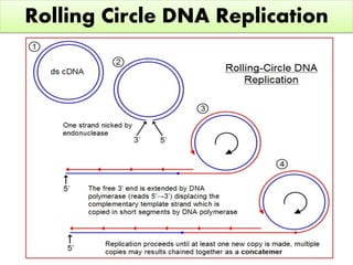 Replication of DNA different models-semiconservative,unidirectional and ...