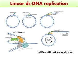 Replication of DNA different models-semiconservative,unidirectional and ...