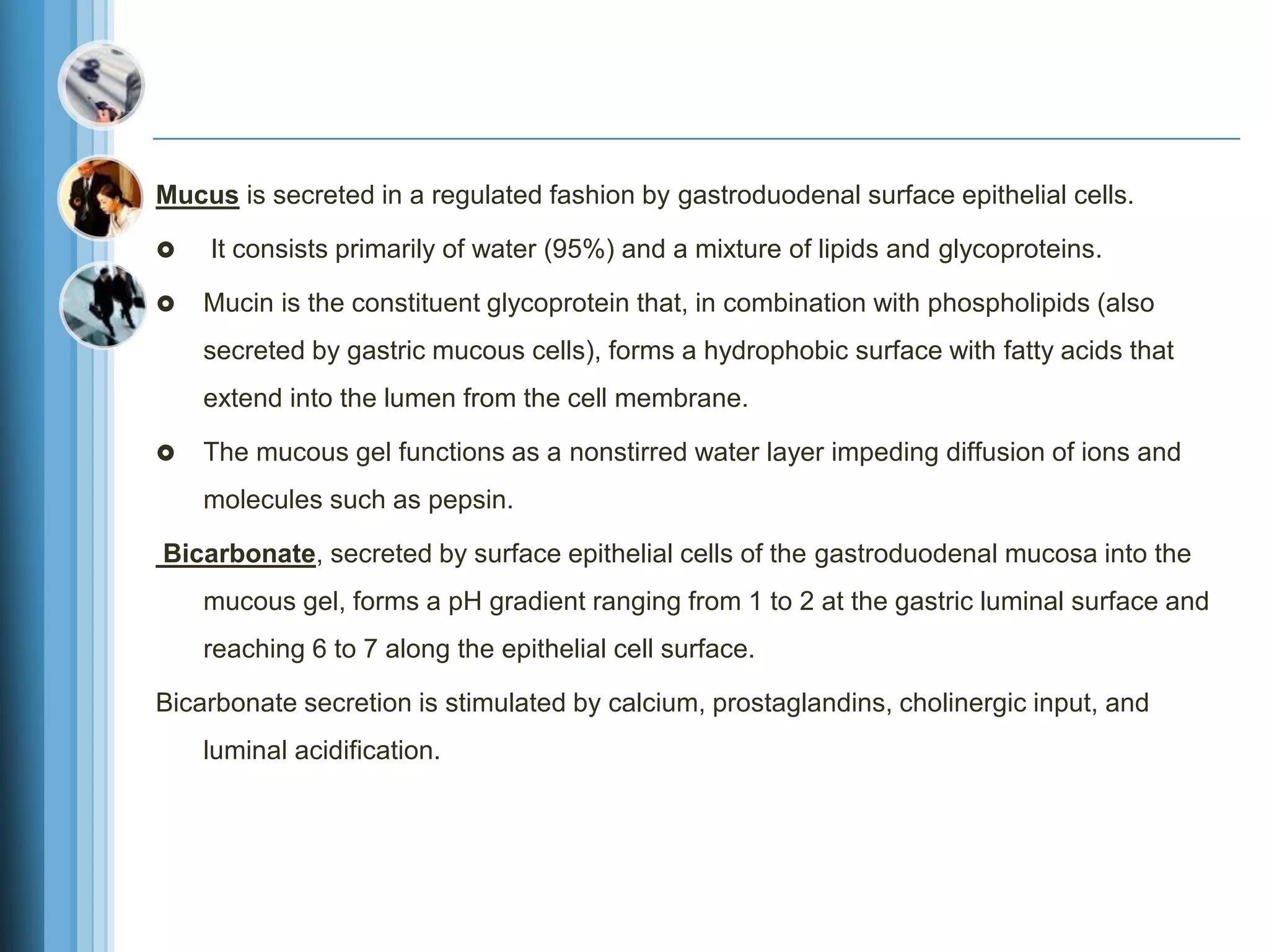 Mucus is secreted in a regulated fashion by gastroduodenal surface epithelial cells.
 It consists primarily of water (95%) and a mixture of lipids and glycoproteins.
 Mucin is the constituent glycoprotein that, in combination with phospholipids (also
secreted by gastric mucous cells), forms a hydrophobic surface with fatty acids that
extend into the lumen from the cell membrane.
 The mucous gel functions as a nonstirred water layer impeding diffusion of ions and
molecules such as pepsin.
Bicarbonate, secreted by surface epithelial cells of the gastroduodenal mucosa into the
mucous gel, forms a pH gradient ranging from 1 to 2 at the gastric luminal surface and
reaching 6 to 7 along the epithelial cell surface.
Bicarbonate secretion is stimulated by calcium, prostaglandins, cholinergic input, and
luminal acidification.
 