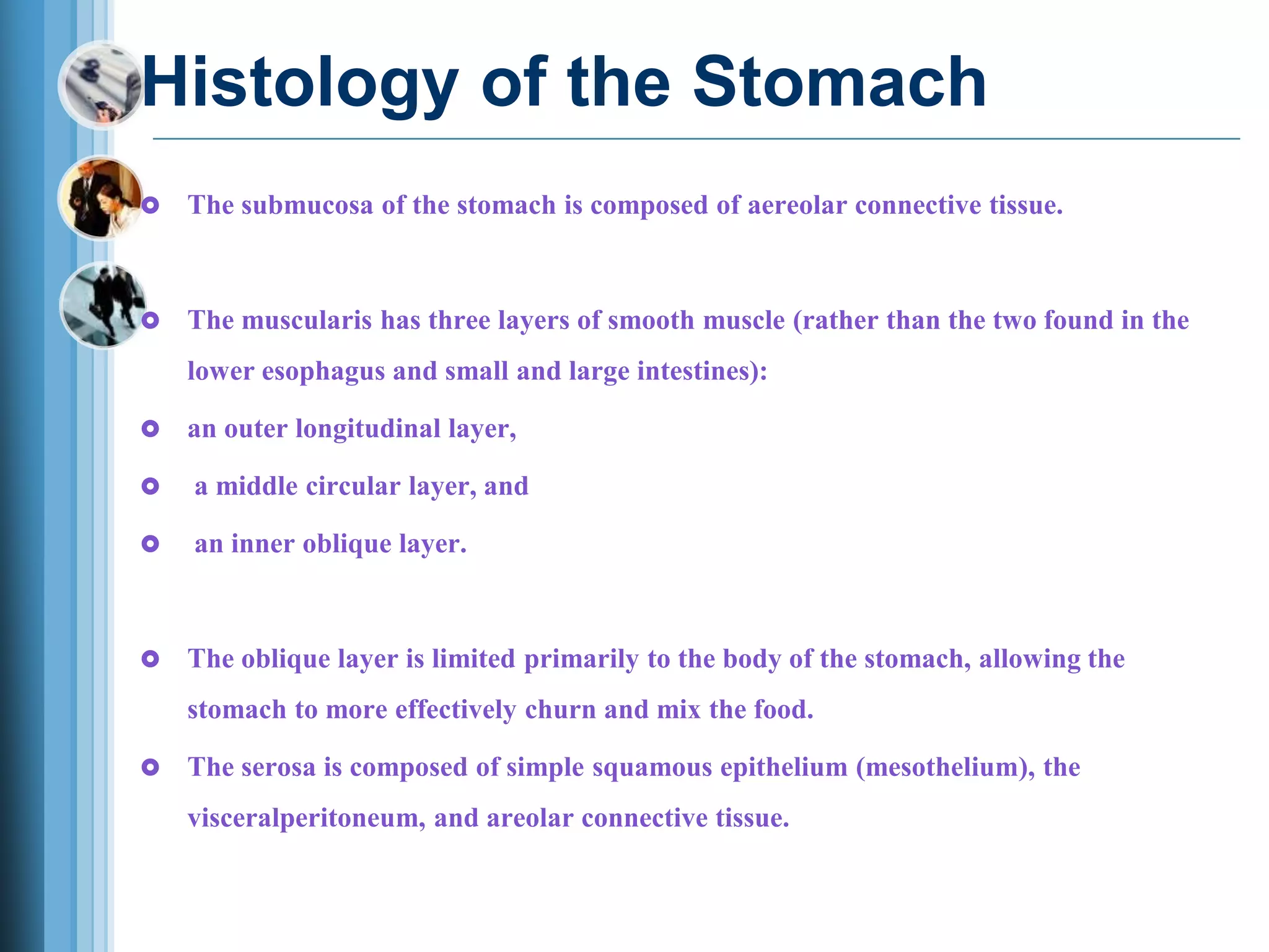 Histology of the Stomach
 The submucosa of the stomach is composed of aereolar connective tissue.
 The muscularis has three layers of smooth muscle (rather than the two found in the
lower esophagus and small and large intestines):
 an outer longitudinal layer,
 a middle circular layer, and
 an inner oblique layer.
 The oblique layer is limited primarily to the body of the stomach, allowing the
stomach to more effectively churn and mix the food.
 The serosa is composed of simple squamous epithelium (mesothelium), the
visceralperitoneum, and areolar connective tissue.
 