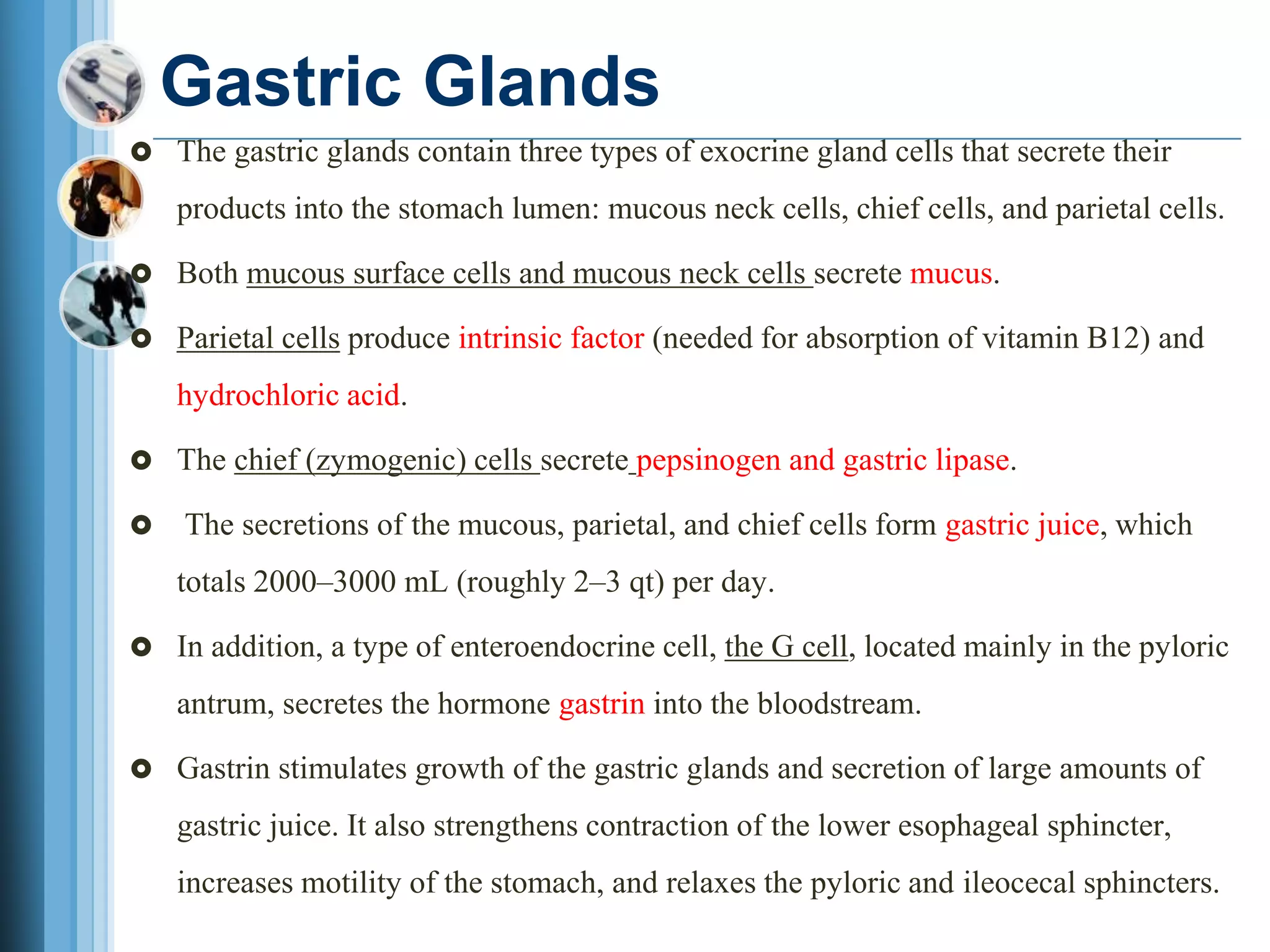 Gastric Glands
 The gastric glands contain three types of exocrine gland cells that secrete their
products into the stomach lumen: mucous neck cells, chief cells, and parietal cells.
 Both mucous surface cells and mucous neck cells secrete mucus.
 Parietal cells produce intrinsic factor (needed for absorption of vitamin B12) and
hydrochloric acid.
 The chief (zymogenic) cells secrete pepsinogen and gastric lipase.
 The secretions of the mucous, parietal, and chief cells form gastric juice, which
totals 2000–3000 mL (roughly 2–3 qt) per day.
 In addition, a type of enteroendocrine cell, the G cell, located mainly in the pyloric
antrum, secretes the hormone gastrin into the bloodstream.
 Gastrin stimulates growth of the gastric glands and secretion of large amounts of
gastric juice. It also strengthens contraction of the lower esophageal sphincter,
increases motility of the stomach, and relaxes the pyloric and ileocecal sphincters.
 