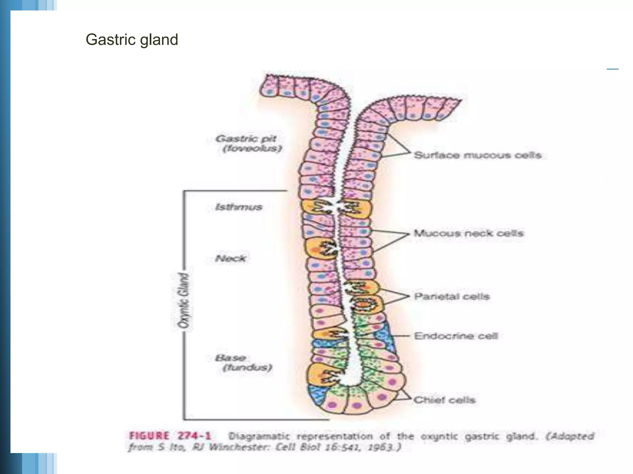 Gastric gland
 