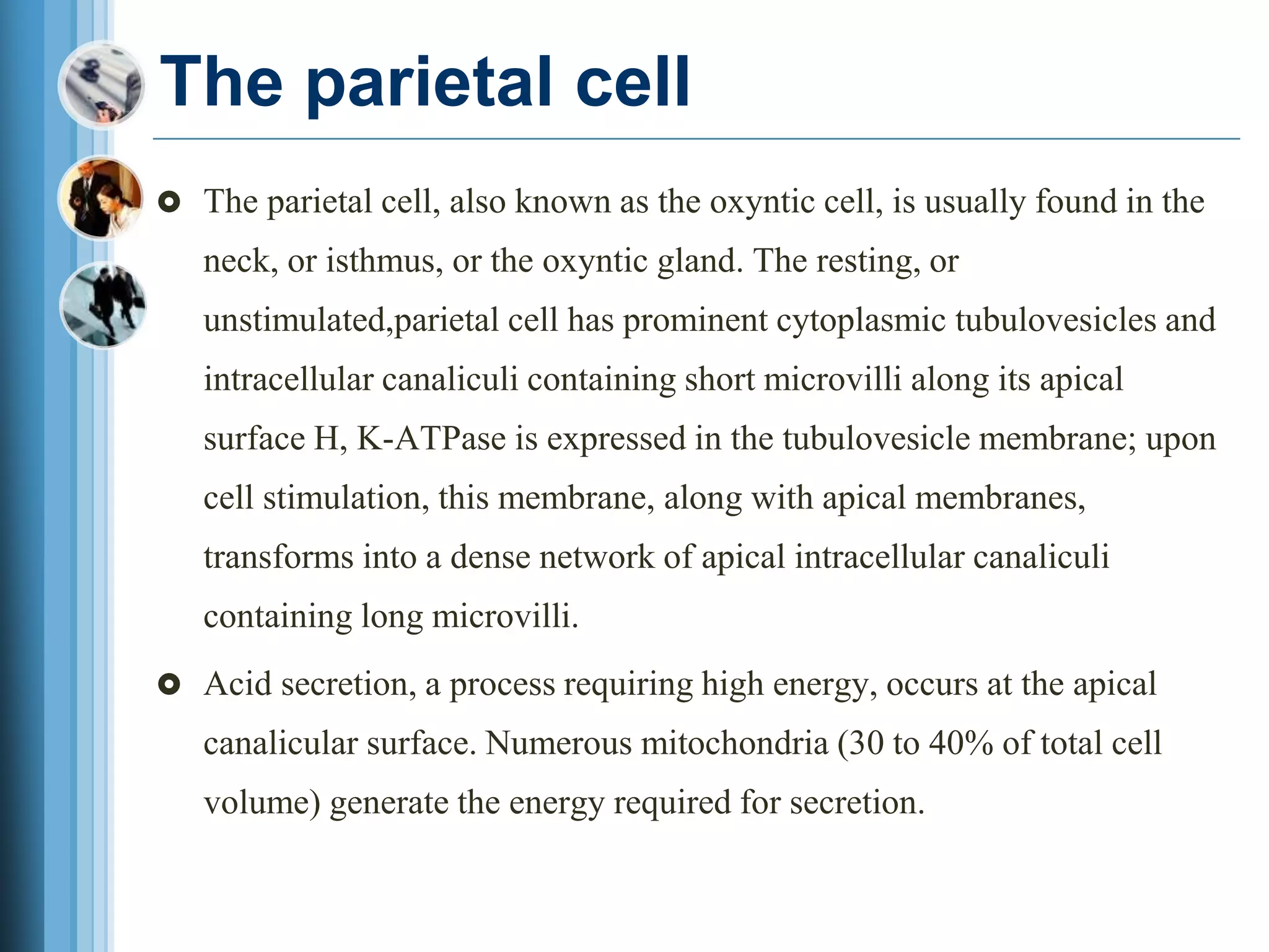 The parietal cell
 The parietal cell, also known as the oxyntic cell, is usually found in the
neck, or isthmus, or the oxyntic gland. The resting, or
unstimulated,parietal cell has prominent cytoplasmic tubulovesicles and
intracellular canaliculi containing short microvilli along its apical
surface H, K-ATPase is expressed in the tubulovesicle membrane; upon
cell stimulation, this membrane, along with apical membranes,
transforms into a dense network of apical intracellular canaliculi
containing long microvilli.
 Acid secretion, a process requiring high energy, occurs at the apical
canalicular surface. Numerous mitochondria (30 to 40% of total cell
volume) generate the energy required for secretion.
 