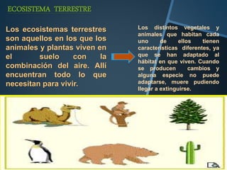 ECOSISTEMA TERRESTRE 
Los ecosistemas terrestres 
son aquellos en los que los 
animales y plantas viven en 
el suelo con la 
combinación del aire. Allí 
encuentran todo lo que 
necesitan para vivir. 
Los distintos vegetales y 
animales que habitan cada 
uno de ellos tienen 
características diferentes, ya 
que se han adaptado al 
hábitat en que viven. Cuando 
se producen cambios y 
alguna especie no puede 
adaptarse, muere pudiendo 
llegar a extinguirse. 
 