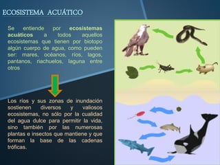ECOSISTEMA ACUÁTICO 
Se entiende por ecosistemas 
acuáticos a todos aquellos 
ecosistemas que tienen por biotopo 
algún cuerpo de agua, como pueden 
ser: mares, océanos, ríos, lagos, 
pantanos, riachuelos, laguna entre 
otros 
Los ríos y sus zonas de inundación 
sostienen diversos y valiosos 
ecosistemas, no sólo por la cualidad 
del agua dulce para permitir la vida, 
sino también por las numerosas 
plantas e insectos que mantiene y que 
forman la base de las cadenas 
tróficas. 
 