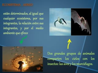 ECOSISTEMA AEREO 
están determinados, al igual que 
cualquier ecosistema, por sus 
integrantes, la relación entre sus 
integrantes, y por el medio 
ambiente que ofrece 
Dos grandes grupos de animales 
comparten los cielos con los 
insectos: las aves y los murciélagos. 
 