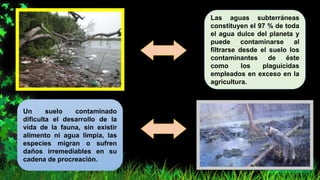 Las aguas subterráneas
constituyen el 97 % de toda
el agua dulce del planeta y
puede contaminarse al
filtrarse desde el suelo los
contaminantes de éste
como los plaguicidas
empleados en exceso en la
agricultura.
Un suelo contaminado
dificulta el desarrollo de la
vida de la fauna, sin existir
alimento ni agua limpia, las
especies migran o sufren
daños irremediables en su
cadena de procreación.
 