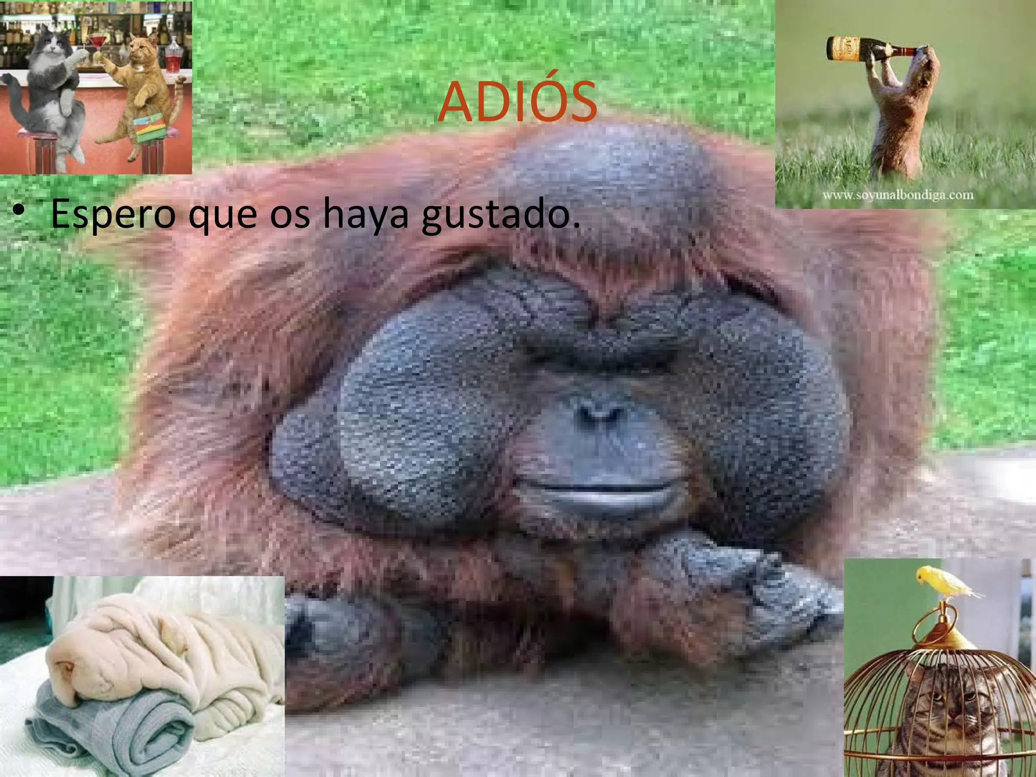 ADIÓS
• Espero que os haya gustado.