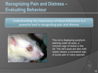 How Do Rats Indicate Pain CCAC_training_module_on_pain_distress_and_endpoints.pptx