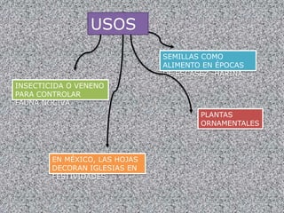 USOS
SEMILLAS COMO
ALIMENTO EN ÉPOCAS
DE ESCASEZ -HARINA
INSECTICIDA O VENENO
PARA CONTROLAR
FAUNA NOCIVA
PLANTAS
ORNAMENTALES
EN MÉXICO, LAS HOJAS
DECORAN IGLESIAS EN
FESTIVIDADES
 