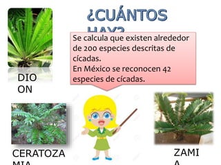 Se calcula que existen alrededor
de 200 especies descritas de
cícadas.
En México se reconocen 42
especies de cícadas.DIO
ON
CERATOZA ZAMI
 