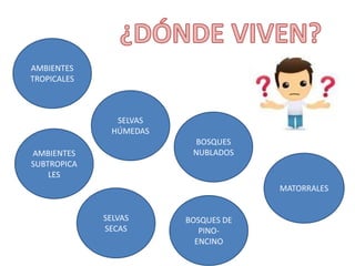 AMBIENTES
TROPICALES
AMBIENTES
SUBTROPICA
LES
SELVAS
HÚMEDAS
SELVAS
SECAS
BOSQUES
NUBLADOS
BOSQUES DE
PINO-
ENCINO
MATORRALES
 