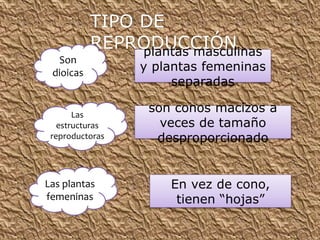 TIPO DE
REPRODUCCIÓN
Son
dioicas
plantas masculinas
y plantas femeninas
separadas
Las
estructuras
reproductoras
son conos macizos a
veces de tamaño
desproporcionado
En vez de cono,
tienen “hojas”
Las plantas
femeninas
 