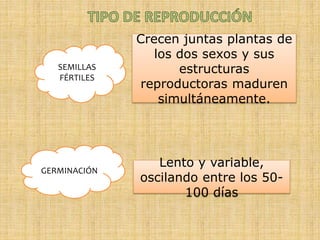 SEMILLAS
FÉRTILES
Crecen juntas plantas de
los dos sexos y sus
estructuras
reproductoras maduren
simultáneamente.
GERMINACIÓN
Lento y variable,
oscilando entre los 50-
100 días
 