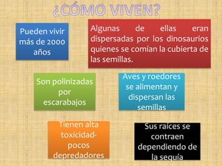 Pueden vivir
más de 2000
años
Algunas de ellas eran
dispersadas por los dinosaurios
quienes se comían la cubierta de
las semillas.
Son polinizadas
por
escarabajos
Tienen alta
toxicidad-
pocos
depredadores
Aves y roedores
se alimentan y
dispersan las
semillas
Sus raíces se
contraen
dependiendo de
la sequía
 