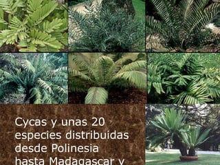 Cycas y unas 20
especies distribuidas
desde Polinesia
 